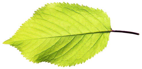 Green leaf isolated 