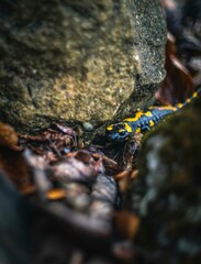 Salamander in Nature
