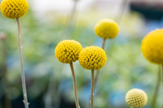 Craspedia globosa (billy buttons or woollyheads). This plant is native to Australia and New Zealand. It produces yellow spherical flowers. It's also called Gold Sticks or Drum sticks for its shape.