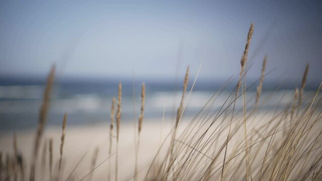 Dune grass on the beach