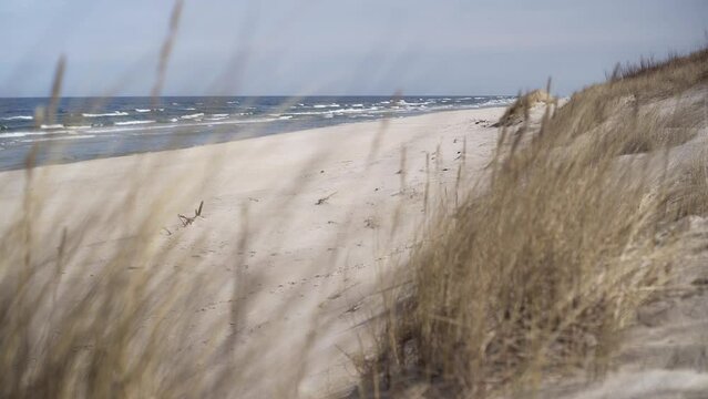 Dune grass on the beach