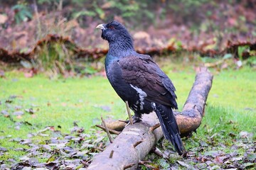 Fototapeta premium The western capercaillie (Tetrao urogallus) sitting on a branch. 