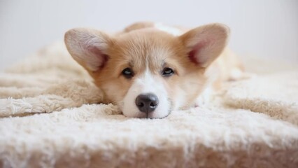 cute sad  puppy  Pembroke Welsh Corgi dog sleeps on the couch
