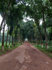 Fototapeta premium A dirt road with trees and a person walking beside the road in a sunny day