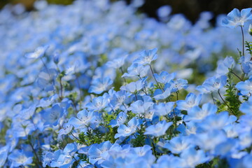 一面のネモフィラ