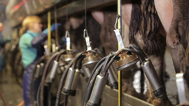 Automatic milking of cows. Automated milking of cows on a farm. The process of milking cows on a dairy farm.