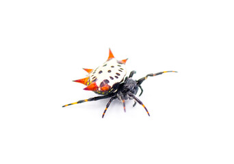Spiny backed orb weaver spider - Gasteracantha cancriformis - aka crab or kite spider crawling right leg extended view isolated on white background