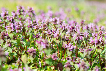 Fototapeta premium Lamium L. on the field in the forest.