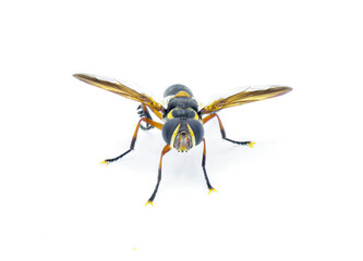 Trichopoda plumipes - a species of bristle fly in the family Tachinidae. Front face view isolated on white background