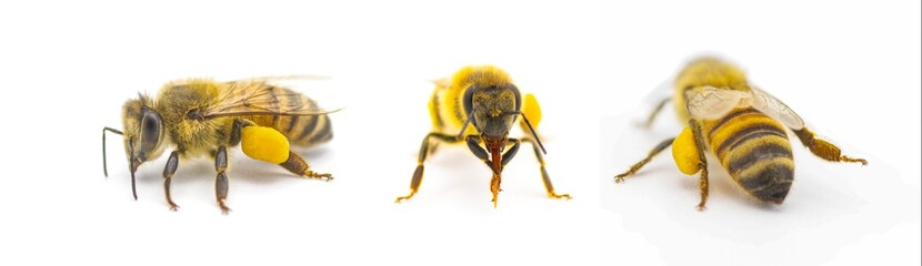 western honey bee or European honey bee - Apis mellifera - closeup 3 views showing pollen basket,...