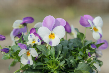 Pansy flower, biclolored lilac and white.