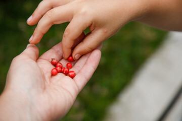 child's hand picking red berries from man's palm
