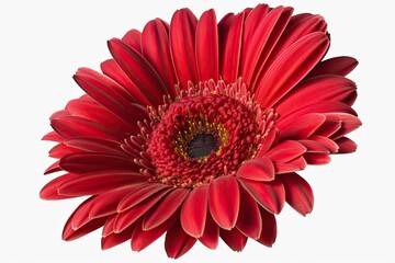 Vibrant Red Gerbera Flower Head: Blooming Floral Decoration for All Occasions. Generative AI