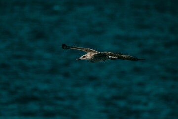 Seagull flying above the ocean