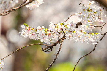 blooming tree