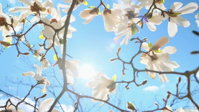 Blooming flowers magnolia tree in spring video 4k