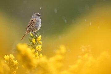Adorable Dunnock perched on yellow gorse flowers in Scotland