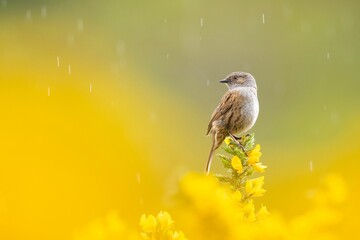 Adorable Dunnock perched on yellow gorse flowers in Scotland