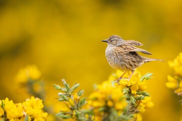 Adorable Dunnock perched on yellow gorse flowers in Scotland