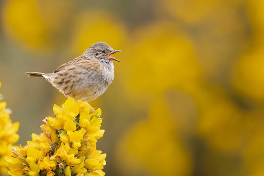Adorable Dunnock perched on yellow gorse flowers in Scotland