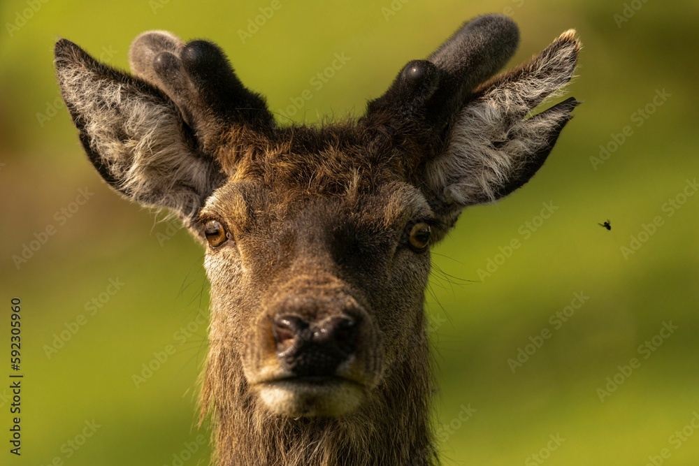 Poster Closeup of red deer stag's face staring at the camera