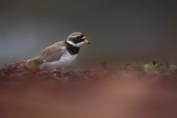 Adorable ringed plover searching for food amongst the seaweed on a beach in Scotland