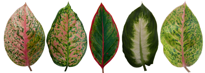 Colorful Aglaonema or Chinese Evergreens leaves, Pink Valentine, Red Anjamani, Aglaonema bidadari, Siam Aurora, Dieffenbachia (Dumb Cane) Camille. isolated, PNG file.