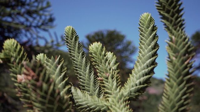 Detail of Araucaria tree branch, also evergreen coniferous tree or monkey tail tree, with thick sharp needles, close to Lanin volcano in the border region between Argentina and Chile.