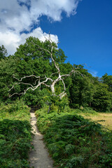 Toter Baum an einem Wanderweg durch das "Ekkodalen"-Tal im Wald von Almindingen auf Bornholm