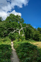 Toter Baum an einem Wanderweg durch das 