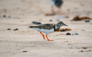 A ruddy turnstone walks a Galápagos Islands beach
