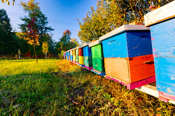 Early morning Sun over row of beehives, bee farm, apiary