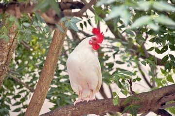 rooster in the garden