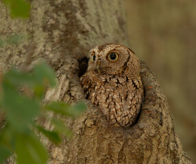Female screech owl