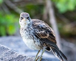 Close up with a Galápagos mockingbird