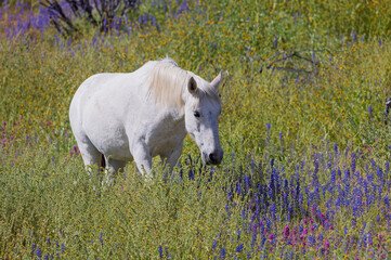 Wild Horse in Spring Wildflowers near the Salt river in the Arizona Desert