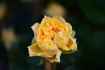 Showtime for Love story in valentine's day,Valentine's Day Equipment.