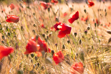 Red wild poppy flowers in blossom, natural summer background