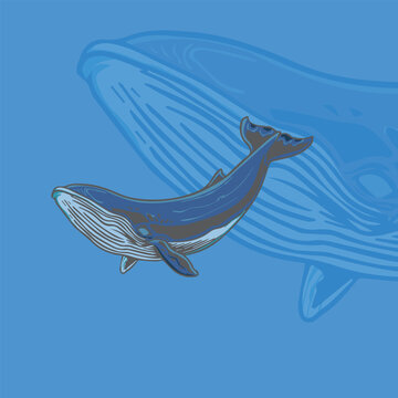 whale illustration for logo and tshirt design 02