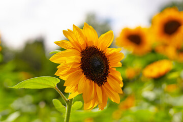 Obraz premium Sonnenblume im Fokus