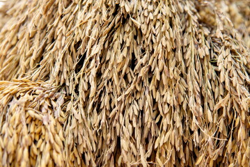 Close up to thai rice seeds in ear of paddy background
