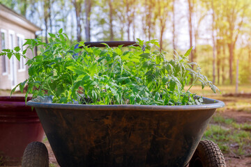 Tomato seedling in its seedling tray, ready to be transplanted into ground