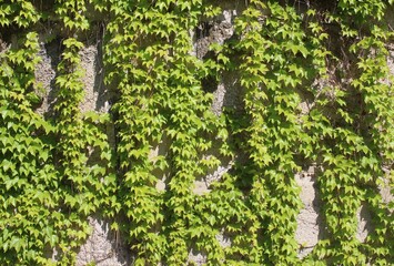 green moss on stone wall