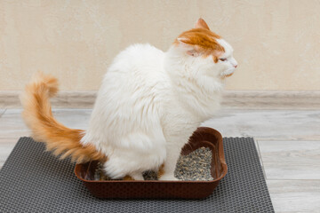 domestic cat goes to the toilet in the tray