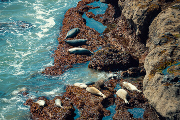 Seals resting on rocky shore on Pacific Ocean, West Coast USA - 592318130