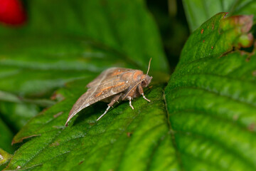Owlet moth sitting on a green leaf on a summer sunny day macro photography. The herald moth sitting on a potato plant in summertime close-up photo.