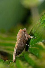 Owlet moth sitting on a green leaf on a summer sunny day macro photography. The herald moth sitting on a potato plant in summertime close-up photo.