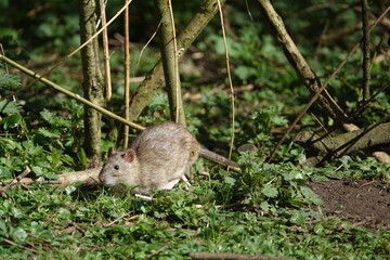 wild brown rat (Rattus norvegicus) running