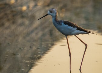 Black-winged stilt in search of food in a lake