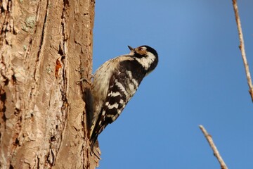 Madame Pic Epeichette cherche sa nourriture 
